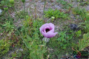 papaver somniferum